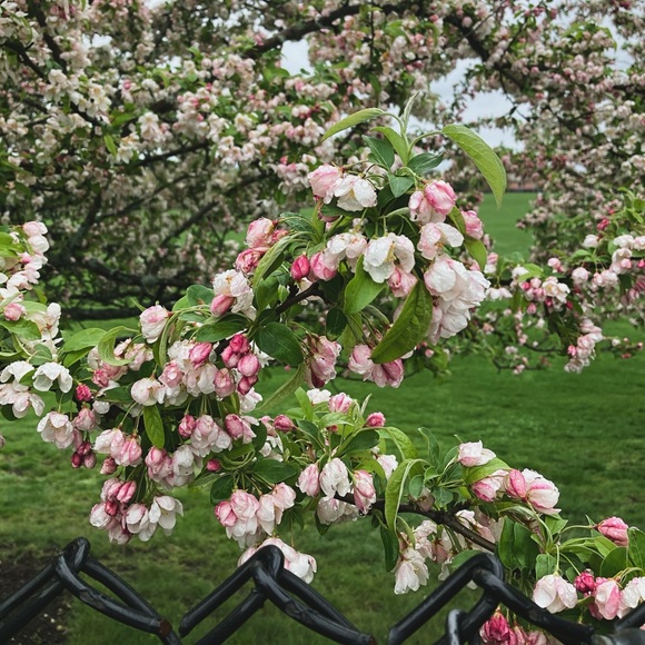 Meet your Posher, Alexis - Picture 1 of 1